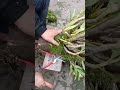 How amazing to grow orchids propagate plant fast and easy #4796