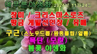 24녀 11 29 야생화 장미 크리스마스로즈 목단