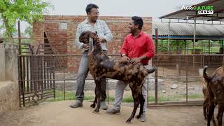 ১৯০ কেজি ছাগলের দাম জানুন।রাজস্থানের রহস্য ফার্স।জামিল - 01775609712