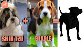 10 Most Adorable Shih Tzu Mix Breeds