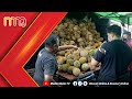 Jual durian RM1.99 sekilogram