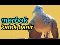 merbok katok banir memancing emosi 100% nyaut