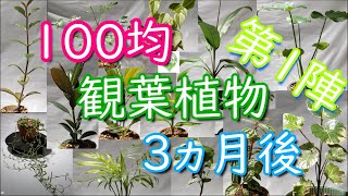 100均観葉植物、第1陣3ヵ月の成長記録