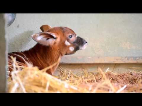 Bongo Oriental