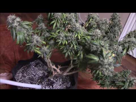 Final Nutrient Watering and Flush Final Nutrient Watering and Flush