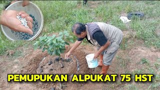 🌱PEMUPUKAN ALPUKAT 75 HARI SETELAH TANAM⁉️