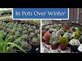 Plants in Pots over Winter? Prepare Now!