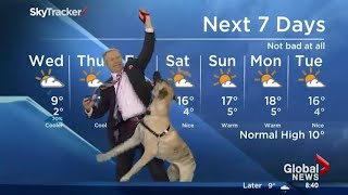 Ripple the dog doesn't care about the weather forecast