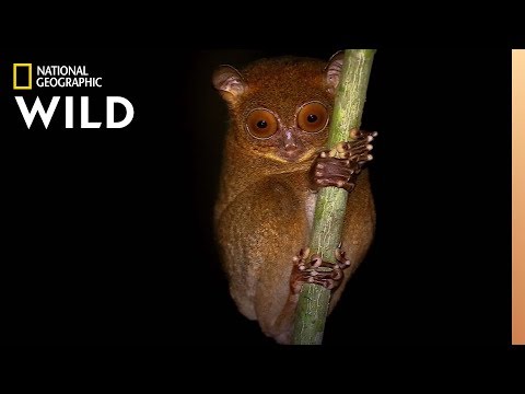 What animal sees best in the dark?