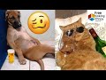 ANIMALS CAUGHT DRUNK ON CAMERA | Hayop na Mabilis Malasing