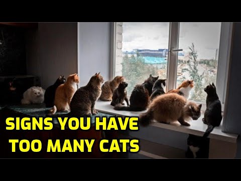 How many kittens can one cat produce in a lifetime?