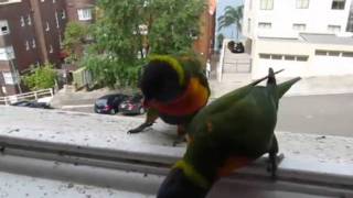 Bonkers Lorikeets acting weird