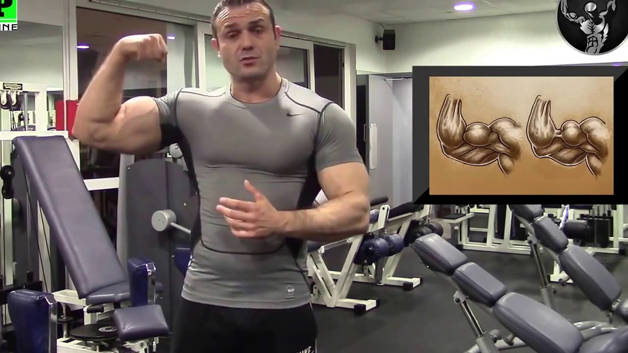 Biceps Courts Quels Exercices Youtube