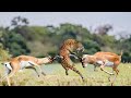 Oryx Attacked the Cheetah Very Hard to Save Her Life - Life Is Not Easy with Cheetah!