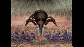 Hard Tick Complete life cycle
