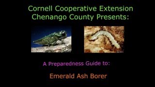 Controlling Emerald Ash Borer (EAB)