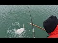 Escape To Island Point Lodge Petersburg, Alaska! Day 1  Halibut Jigging Success