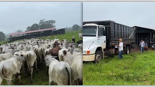 Mais uma lida na fazenda! Embarque de gado para o frigorífico de baixo de chuva!