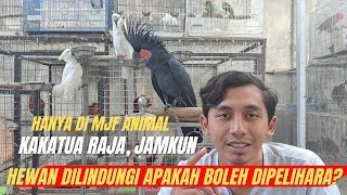 HEWAN DI LINDUNGI BERSERTIFIKAT HASIL PENANGKARAN ‼️ KAKATUA RAJA, JAMBUL KUNING‼️