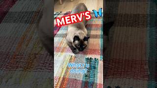 CAT STALKS BOYFRIEND,GETS 🦋 GIFT,lmoa #bagagwa #cat #catsofyoutube #butterflams #shorts #shortsfeed