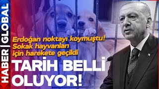 Erdoğan Sokak Hayvanları Tartışmasına Noktayı Koymuştu... Bakan Tunç Bugün Harekete Geçti!