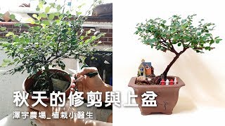 小雜木轉美盆景_樹形修剪與上盆bonsai