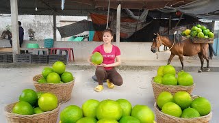 Harvesting Many Grapefruit And Use Horse Transport Grapefruit - Farm Life - New Life