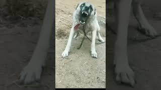 Dog barking videos#4kviral#status#ytshorts