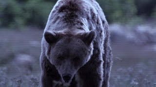 Roemenië, het beloofde berenland | Wild van Dieren | VTM