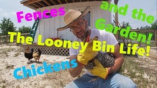 The Looney Bin Life!  Fences, Chickens and the Garden!