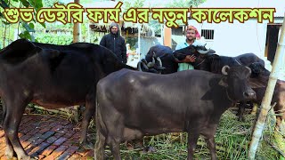 বিগ সাইজের বাচ্চা সহ দুধের মহিষ ও বকনা বাচ্চা কিনুন একদম পানির দামে | শুভ ডেইরি ফার্ম