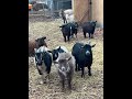 Goats singing