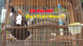 Cb HÔN MÊ 26.2 - Dợt Trời Mưa Bé Mào Rê Xoè Đỉnh Nóc / Bé Mào 4 Góc Lật Tít Bộ Voi