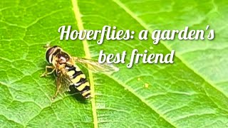 Hoverflies: a garden's best friend #insects #gardening #permaculture #growyourownfood #hoverfly