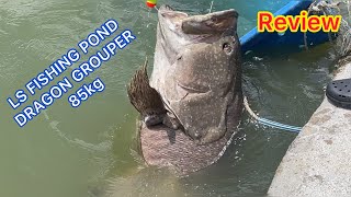 REVIEW LS FISHING POND THE GIANT DRAGON GROUPER 85kg🔥KERAPU NAGA #banax #grouper #review 11-3-2022