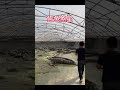 Crocodile farm | Pet Crocodile feeding | Crocodiles farm in china | How to Crocodile give birth