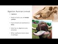 Lesson 2   Ruminant digestion