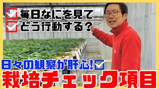 【いちご栽培】日々の栽培チェックポイントをお話しします！