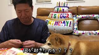 あつ丸7歳の誕生日☺️ 柴犬と夫婦のわちゃわちゃ誕生日☺️