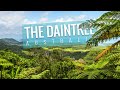 DAINTREE RAINFOREST, North Queensland - 4K | Australian Travel Guide