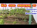 Как спасти виноград от заморозка? Спасение винограда в мае 2024.