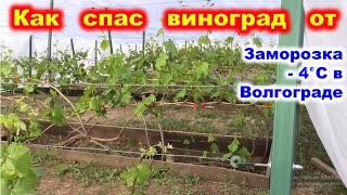 Как спасти виноград от заморозка? Спасение винограда в мае 2024.