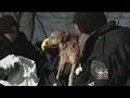 Rescue Divers Save Dog From Freezing River