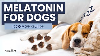 Melatonin for Dogs Dosage: What You Need to Know