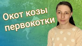 Окот козы первокотки. Особенности