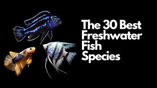 The 30 Best Freshwater Aquarium Fish 🐠