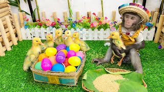 Bim Bim Help duck Find colorful eggs | Funny and cute moments of Bim Bim , Duck