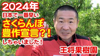 2024年日本で一番早いさくらんぼ豊作宣言？！しちゃいました！