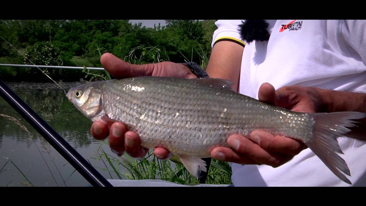 Italian Fishing Tv Tubertini Le Savette Del Gambara Youtube