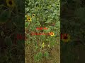 How Sunflower Improves Clay & Rock Soil SUPER Easy In My Texas Cross Timbers Permaculture Garden